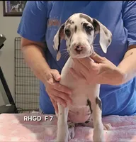 Female- Seven, a female Great Dane for sale in Sheridan, AR – 2 of 4