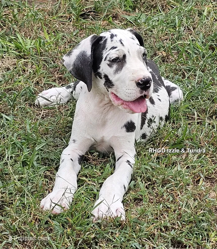 Female- Three – Great Dane puppy for sale in Sheridan, AR