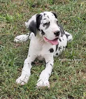 Female- Three-pend, a female Great Dane for sale in Sheridan, AR – 1 of 7