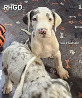 Kitten, a female Great Dane for sale in Sheridan, AR – 2 of 5