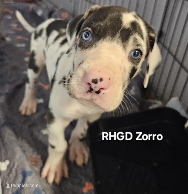 Zorro – Great Dane puppy for sale in Sheridan, AR