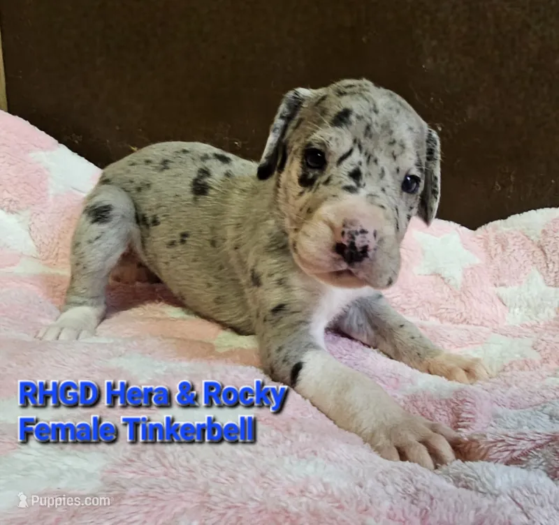 Tinkerbell – Great Dane puppy for sale in Sheridan, AR