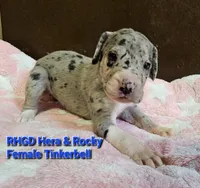 Tinkerbell, a female Great Dane for sale in Sheridan, AR – 1 of 7
