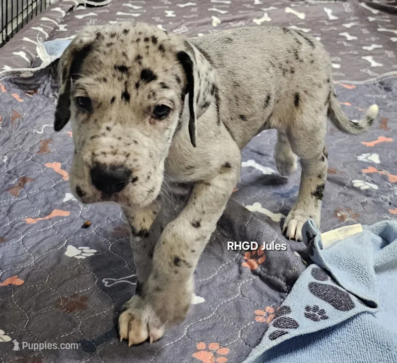 Jules – Great Dane puppy for sale in Sheridan, AR