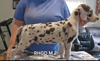 Male- Two, a male Great Dane for sale in Sheridan, AR – 2 of 4