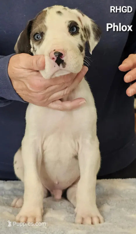 Phlox, a male Great Dane for sale in Sheridan, AR – Photo 1 of 3