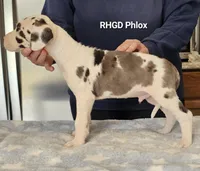 Phlox, a male Great Dane for sale in Sheridan, AR – Photo 3 of 3