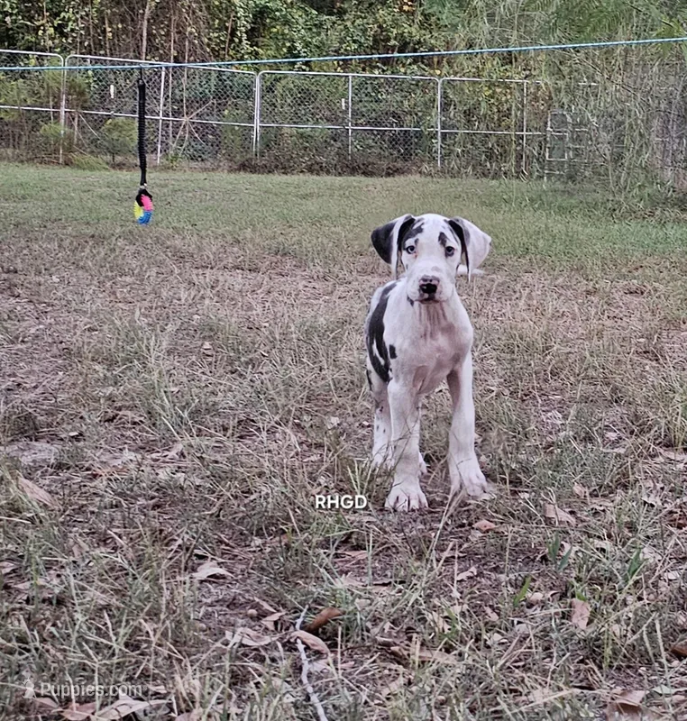 Female- One – Great Dane puppy for sale in Sheridan, AR