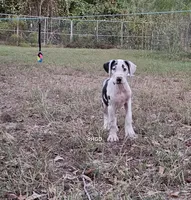 Sidney , a female Great Dane for sale in Sheridan, AR – 4 of 10