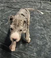 Nike, a male Great Dane for sale in Sheridan, AR – 9 of 10