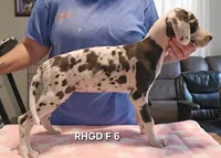 Female- Six, a female Great Dane for sale in Sheridan, AR – 3 of 4