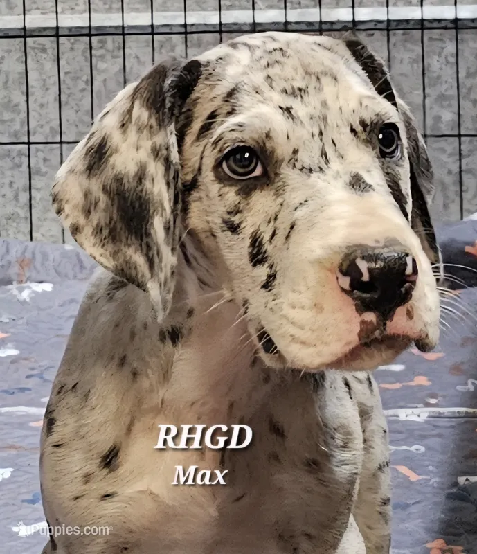Max – Great Dane puppy for sale in Sheridan, AR