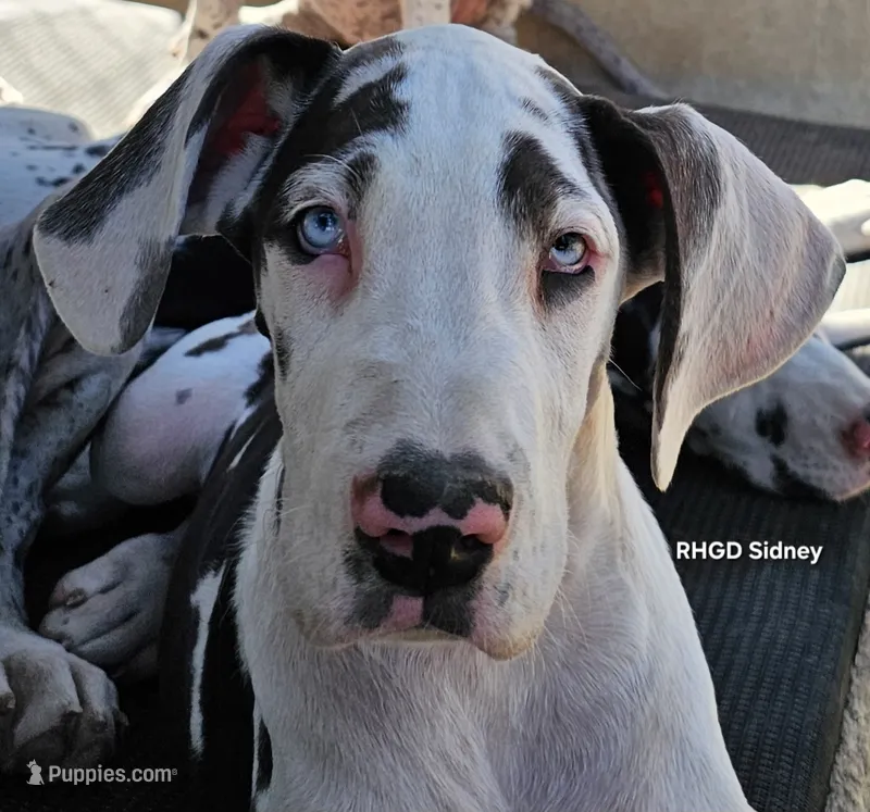 Sidney , a female Great Dane for sale in Sheridan, AR – 1 of 10