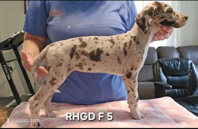 Female- Five – Great Dane puppy for sale in Sheridan, AR