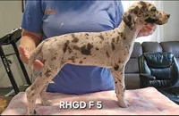 Female- Five, a female Great Dane for sale in Sheridan, AR – 1 of 3