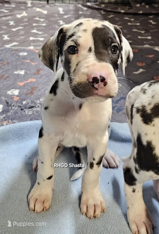 Shasta – Great Dane puppy for sale in Sheridan, AR
