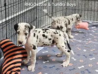 Captain , a male Great Dane for sale in Sheridan, AR – 5 of 5