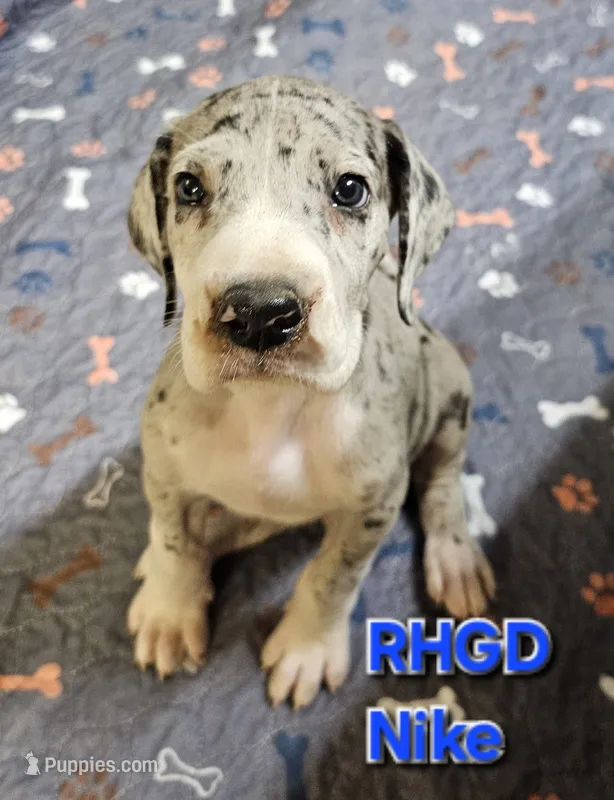 Nike – Great Dane puppy for sale in Sheridan, AR
