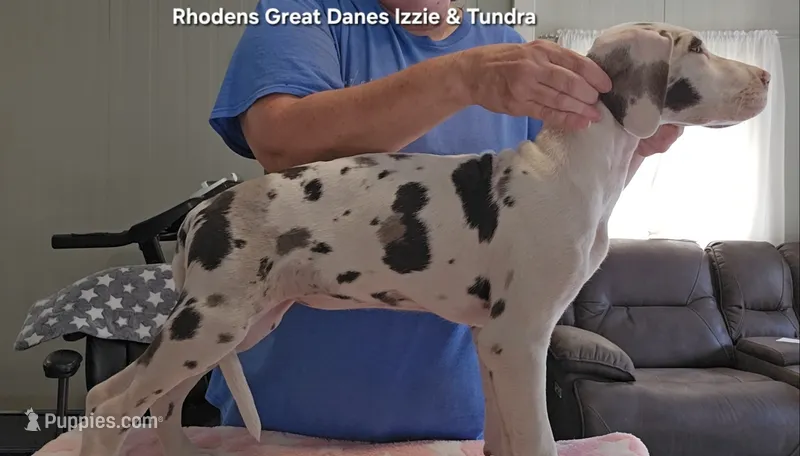 Female- Four – Great Dane puppy for sale in Sheridan, AR