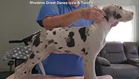 Trinity, a female Great Dane for sale in Sheridan, AR – 1 of 10