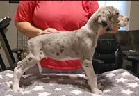 Jasper, a male Great Dane for sale in Sheridan, AR – 5 of 5