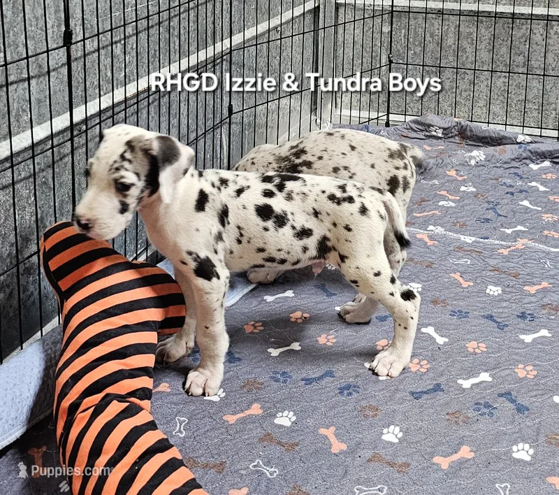 Captain  – Great Dane puppy for sale in Sheridan, AR
