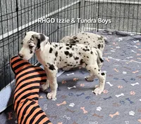 Captain , a male Great Dane for sale in Sheridan, AR – 1 of 5