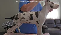 Trinity, a female Great Dane for sale in Sheridan, AR – 5 of 10