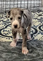 Nike, a male Great Dane for sale in Sheridan, AR – 10 of 10