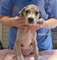 Female-Two, a female Great Dane for sale in Sheridan, AR – 3 of 3