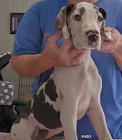 Sidney , a female Great Dane for sale in Sheridan, AR – 3 of 10