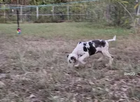Sidney , a female Great Dane for sale in Sheridan, AR – 8 of 10
