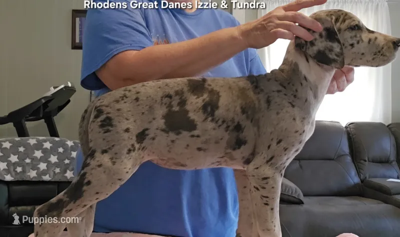 Female-Two – Great Dane puppy for sale in Sheridan, AR