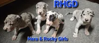 Tinkerbell, a female Great Dane for sale in Sheridan, AR – 4 of 7