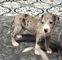 Nike, a male Great Dane for sale in Sheridan, AR – 3 of 10