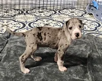 Nike, a male Great Dane for sale in Sheridan, AR – 7 of 10