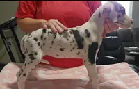 Sophia, a female Great Dane for sale in Sheridan, AR – 3 of 5
