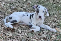 Trinity, a female Great Dane for sale in Sheridan, AR – 2 of 10