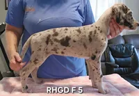 Female- Five, a female Great Dane for sale in Sheridan, AR – 3 of 3