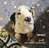Captain , a male Great Dane for sale in Sheridan, AR – 4 of 5
