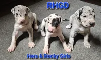 Jules, a female Great Dane for sale in Sheridan, AR – 7 of 8