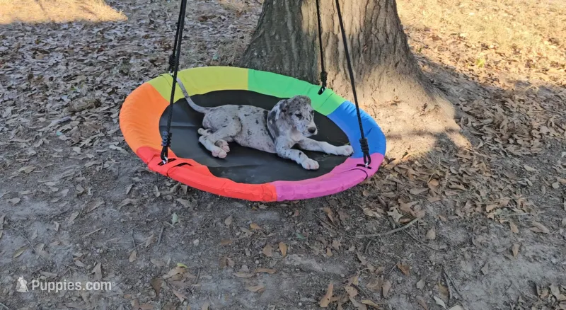 Female-Two – Great Dane puppy for sale in Sheridan, AR