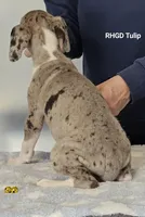 Tulip, a male Great Dane for sale in Sheridan, AR – Photo 2 of 2