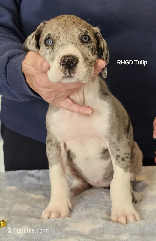Tulip, a male Great Dane for sale in Sheridan, AR – Photo 1 of 2