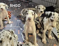 Kitten, a female Great Dane for sale in Sheridan, AR – 3 of 5