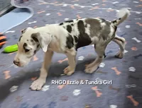 Sugar, a female Great Dane for sale in Sheridan, AR – 2 of 2