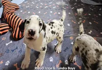 Captain , a male Great Dane for sale in Sheridan, AR – 2 of 5