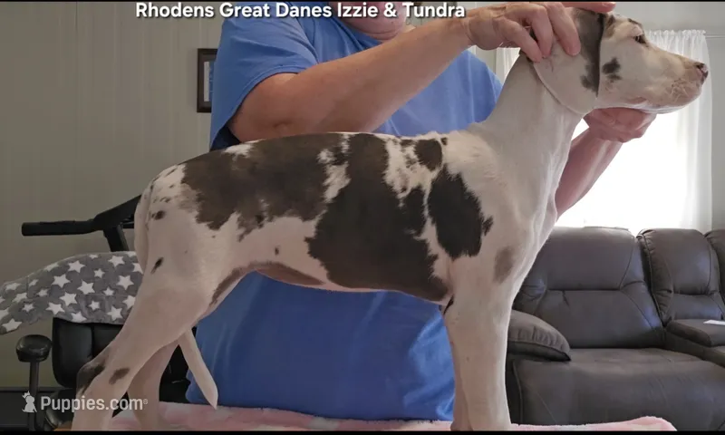 Female- One – Great Dane puppy for sale in Sheridan, AR