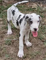 Trinity, a female Great Dane for sale in Sheridan, AR – 10 of 10