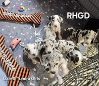Betty Boop, a female Great Dane for sale in Sheridan, AR – 4 of 4